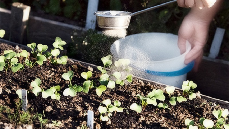 Planting radishes in August - when to plant and is it possible to do it