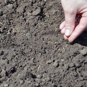 Instructions for planting dill seeds in open ground for beginner gardeners