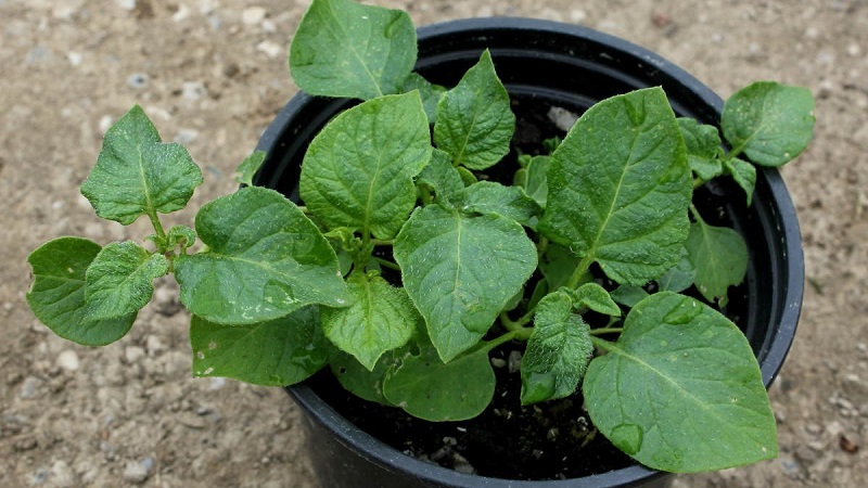 Step-by-step instructions: how to grow potatoes from seeds at home