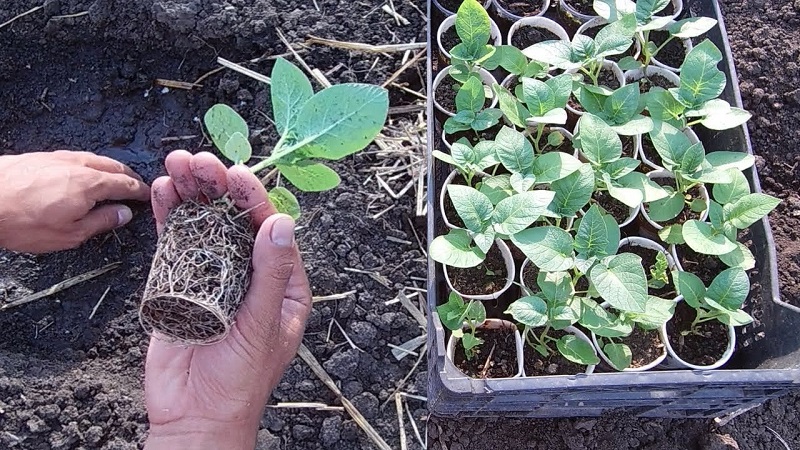 Step-by-step instructions: how to grow potatoes from seeds at home