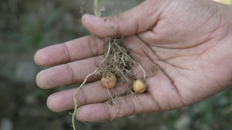Step-by-step instructions: how to grow potatoes from seeds at home