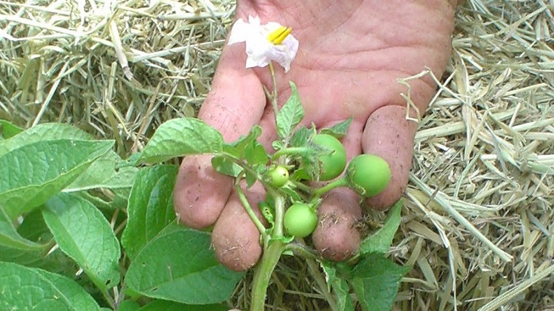 Step-by-step instructions: how to grow potatoes from seeds at home