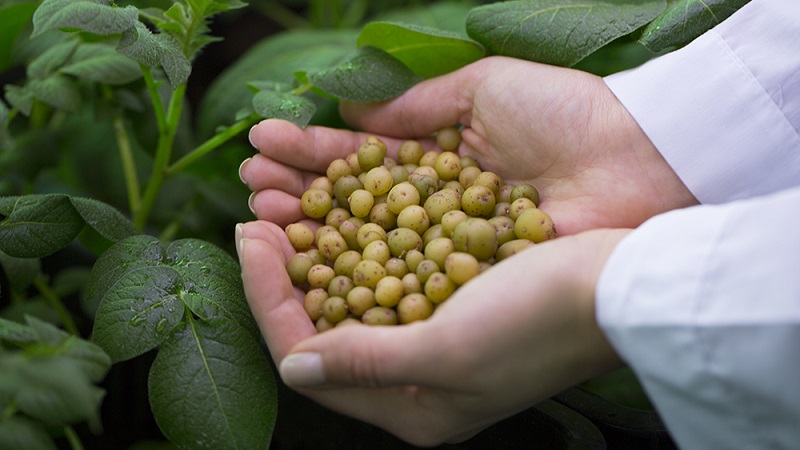 Step-by-step instructions: how to grow potatoes from seeds at home
