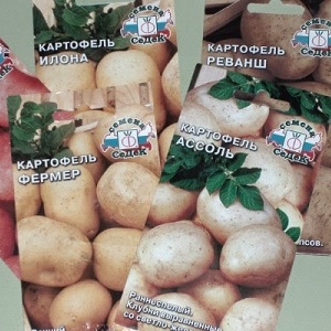 Step-by-step instructions: how to grow potatoes from seeds at home