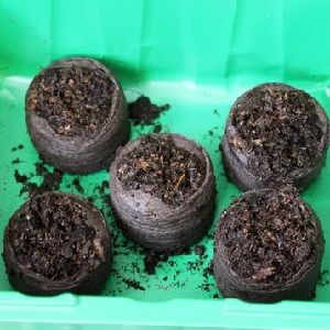 Step-by-step instructions: how to grow potatoes from seeds at home