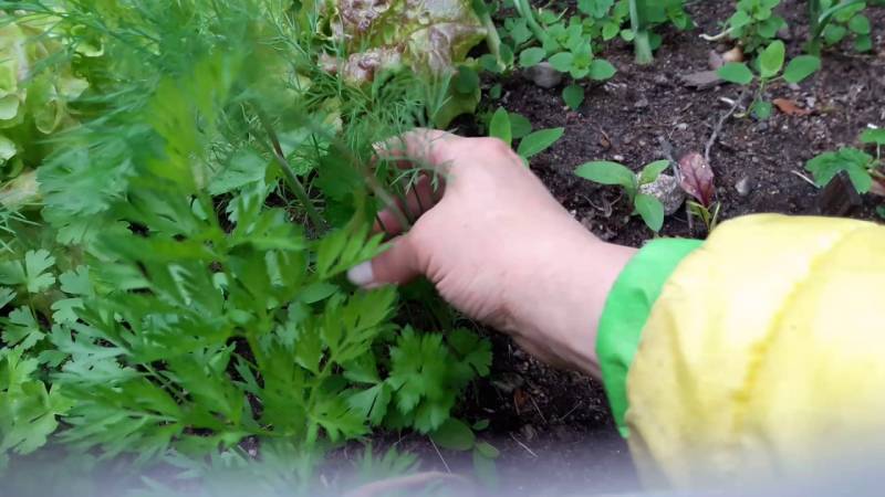 Step-by-step instructions for planting dill in July for greens