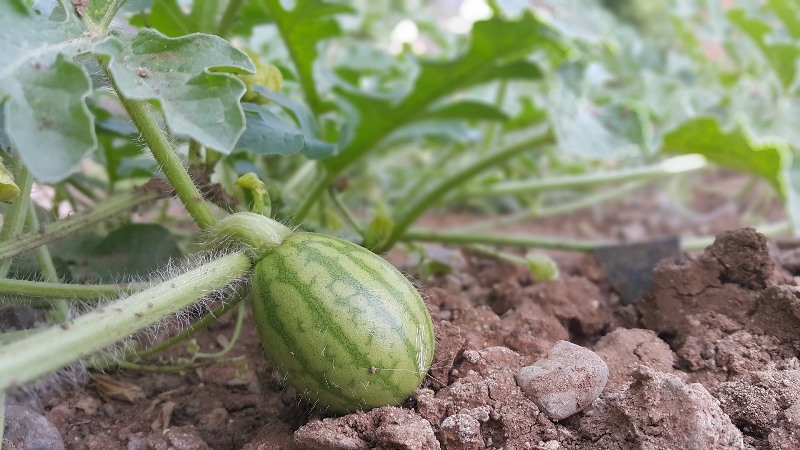 Step-by-step instructions for growing watermelons in the Moscow region in the open field