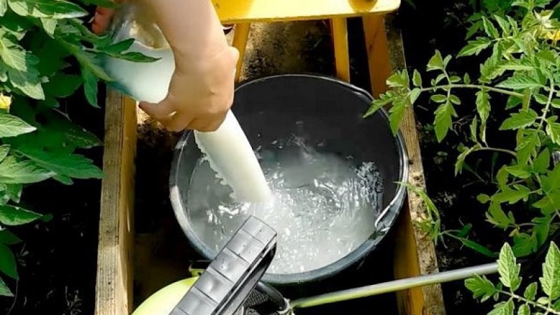 Rules for processing cucumbers with whey and iodine: recipes and proportions