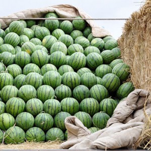 At what temperature and how much is watermelon stored