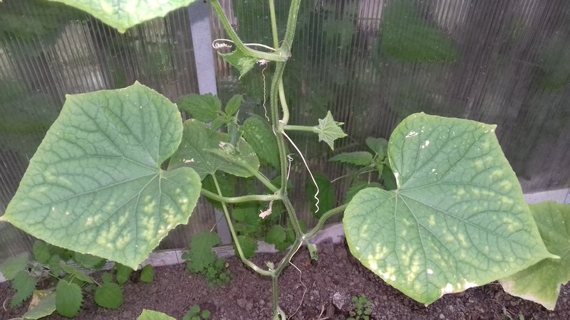 Causes of pale green cucumber leaves and methods of dealing with the problem