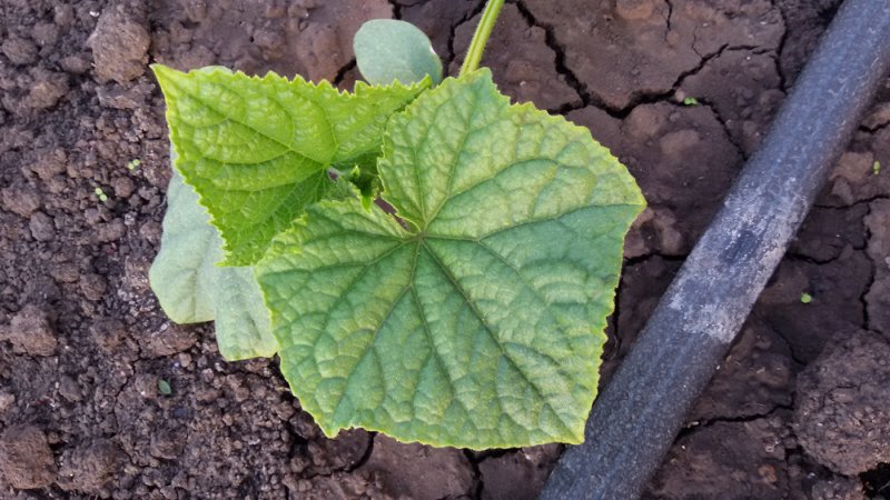 Causes of pale green cucumber leaves and methods of dealing with the problem