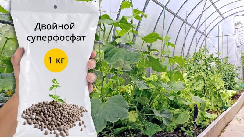 The use of superphosphate for fertilizing cucumbers in the garden and in the greenhouse