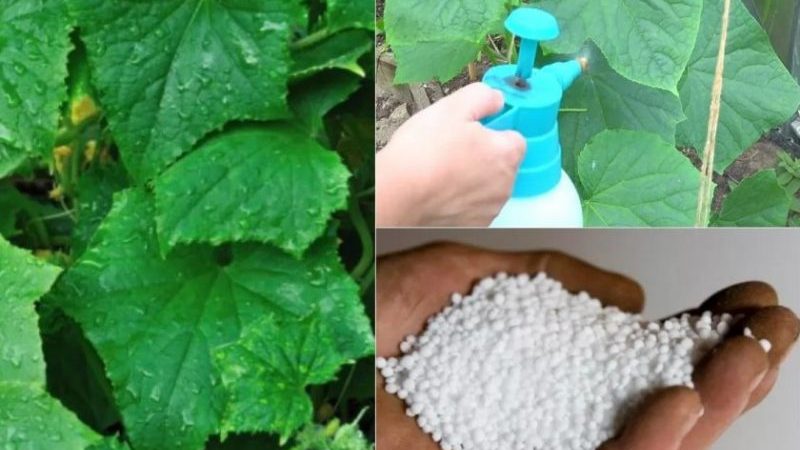 The use of superphosphate for fertilizing cucumbers in the garden and in the greenhouse