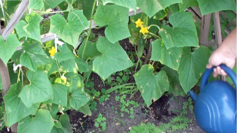 The use of superphosphate for fertilizing cucumbers in the garden and in the greenhouse
