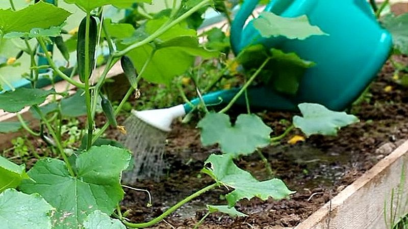 The use of superphosphate for fertilizing cucumbers in the garden and in the greenhouse