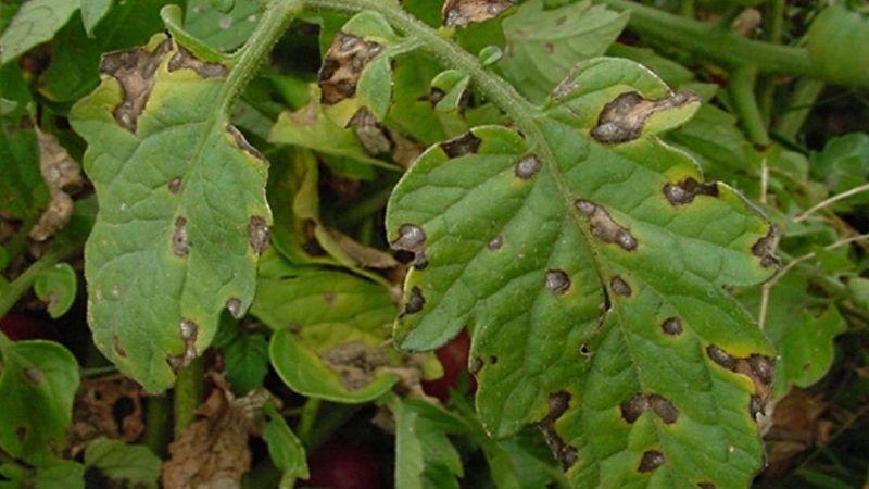 Why spots appear on tomato leaves and how to deal with them
