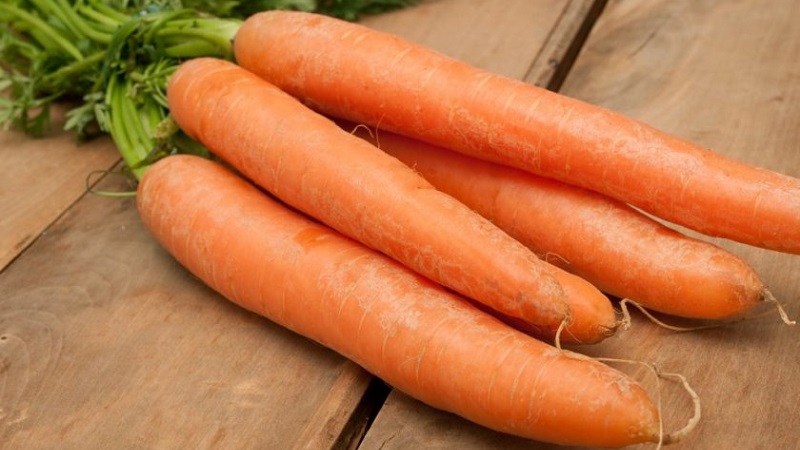 An early ripe hybrid of carrots with a sweet taste Nandrin f1