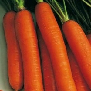 An early ripe hybrid of carrots with a sweet taste Nandrin f1