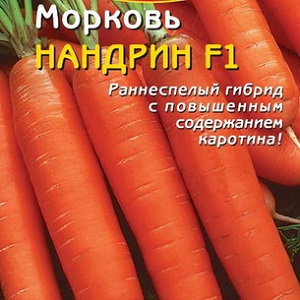 An early ripe hybrid of carrots with a sweet taste Nandrin f1