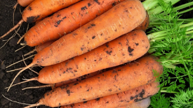 An early ripe hybrid of carrots with a sweet taste Nandrin f1