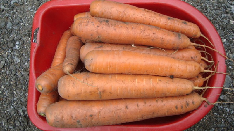 An early ripe hybrid of carrots with a sweet taste Nandrin f1