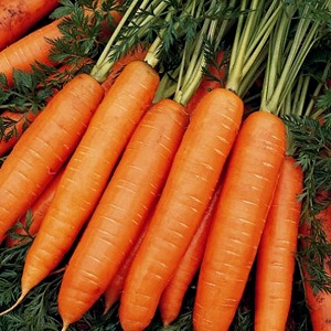 An early ripe hybrid of carrots with a sweet taste Nandrin f1