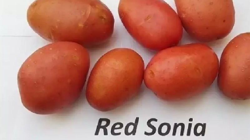 An early ripe potato variety with a high degree of keeping quality Red Sonya