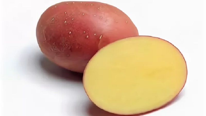 An early ripe potato variety with a high degree of keeping quality Red Sonya