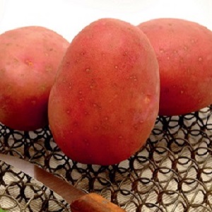 An early ripe potato variety with a high degree of keeping quality Red Sonya