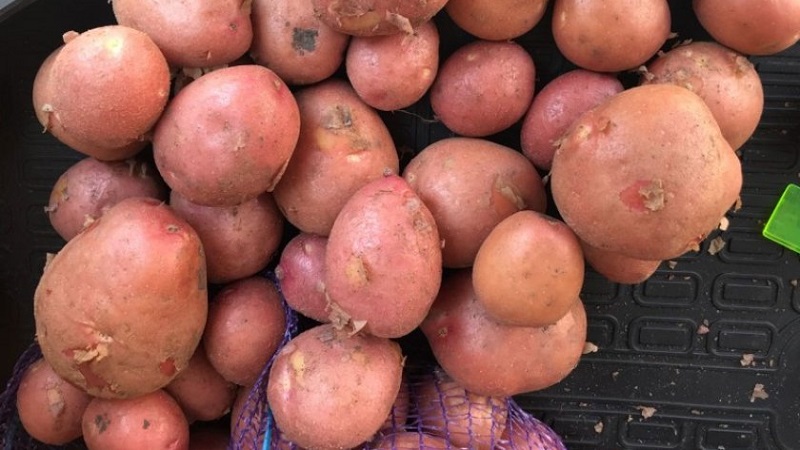 An early ripe potato variety with a high degree of keeping quality Red Sonya