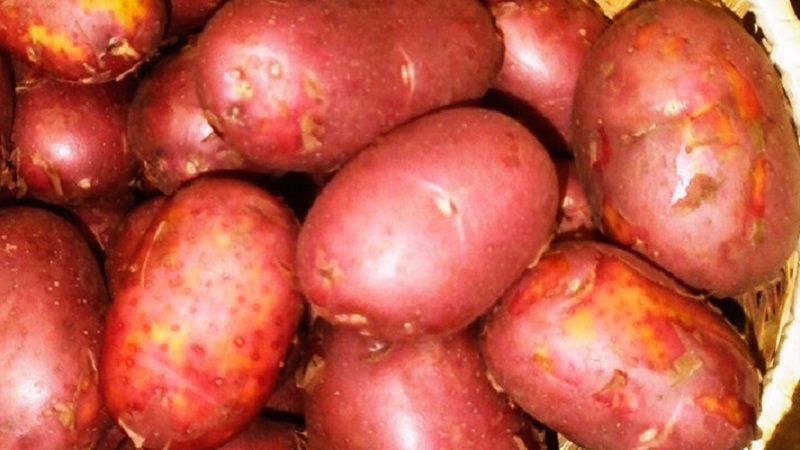 An early ripe potato variety with a high degree of keeping quality Red Sonya