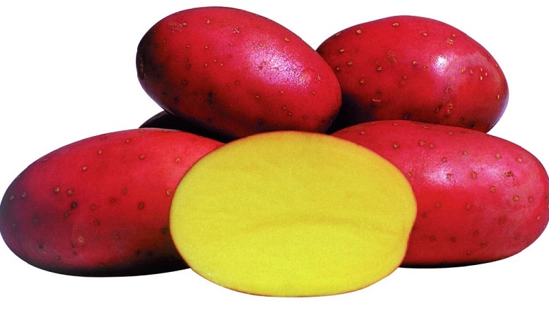 An early ripe potato variety with a high degree of keeping quality Red Sonya