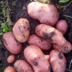 An early ripe potato variety with a high degree of keeping quality Red Sonya