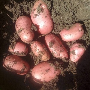 An early ripe potato variety with a high degree of keeping quality Red Sonya