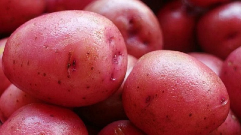 An early ripe potato variety with a high degree of keeping quality Red Sonya