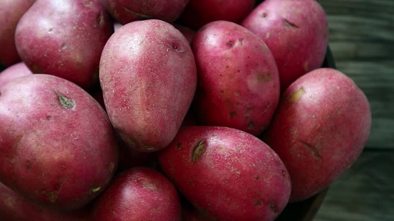 An early ripe potato variety with a high degree of keeping quality Red Sonya
