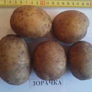 Early ripe potato variety Zorachka for fresh consumption