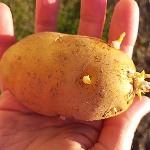 Early ripe potato variety Zorachka for fresh consumption