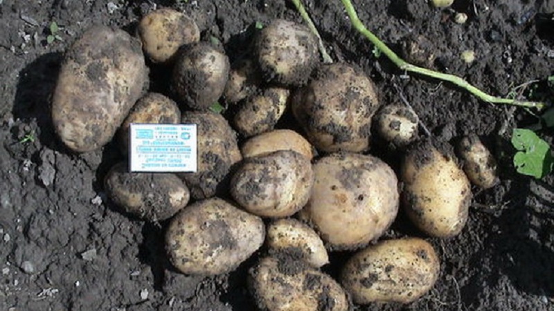 Early ripe potato variety Zorachka for fresh consumption