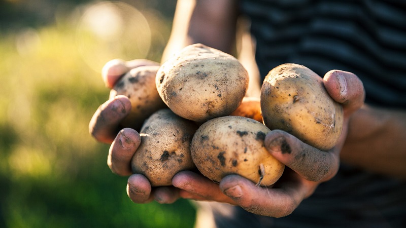 Early ripe potato variety Zorachka for fresh consumption