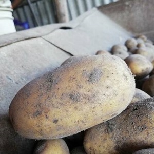 Early ripe potato variety Zorachka for fresh consumption
