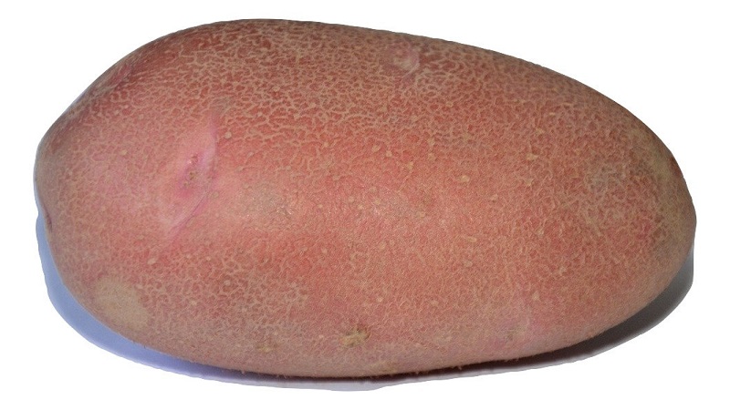 Early table potato variety Palats from Belarusian breeders