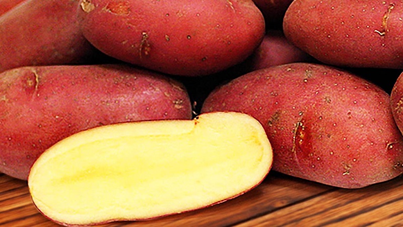 Early table potato variety Palats from Belarusian breeders
