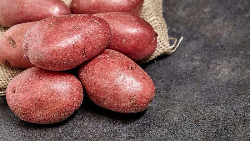 Early table potato variety Palats from Belarusian breeders