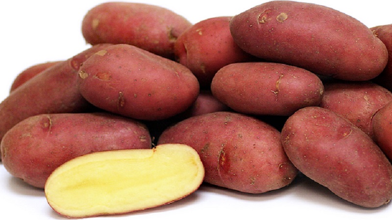 Early table potato variety Palats from Belarusian breeders