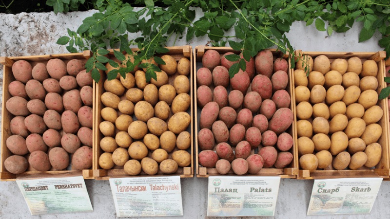 Early table potato variety Palats from Belarusian breeders