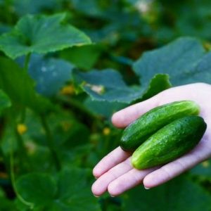 The most effective recipes for feeding cucumbers during fruiting