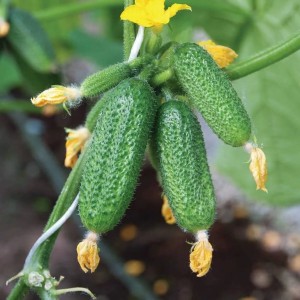 The most effective recipes for feeding cucumbers during fruiting