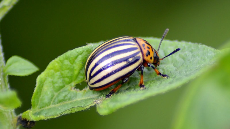The most dangerous pests of potatoes and methods of dealing with them