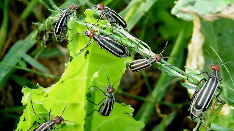The most dangerous pests of potatoes and methods of dealing with them